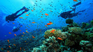 Snorkeling di Perairan Jernih